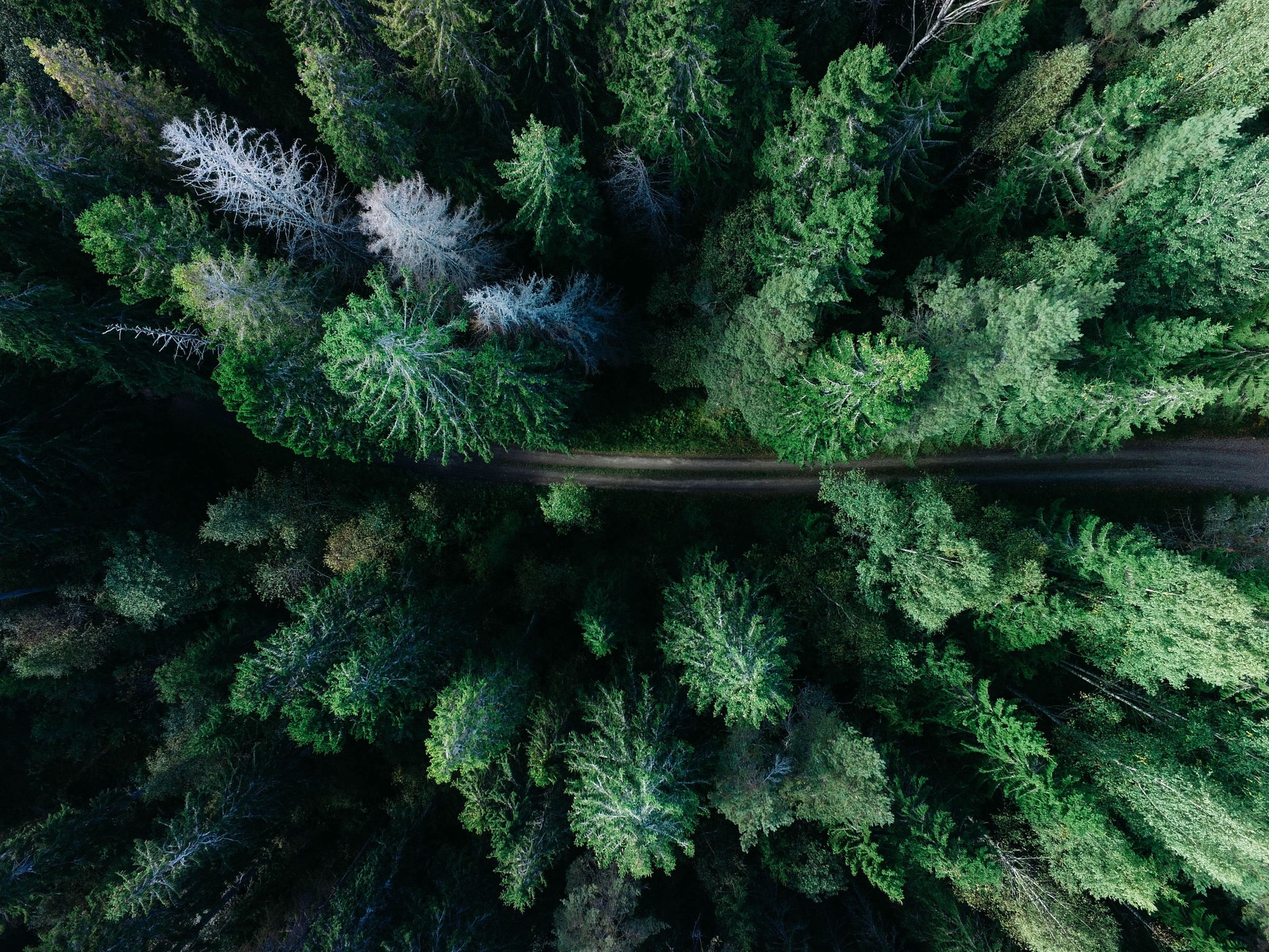 Plano cenital de un bosque